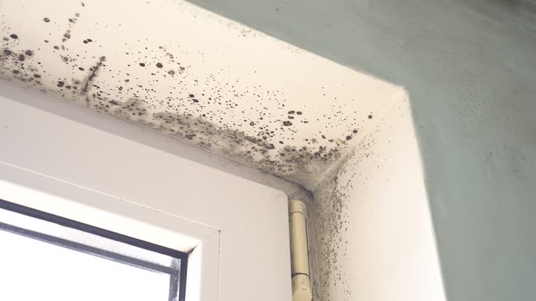 Best Basement Mold Removal  in Lititz, PA